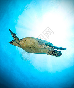 Hawksbill海龟在海洋中漂流图片