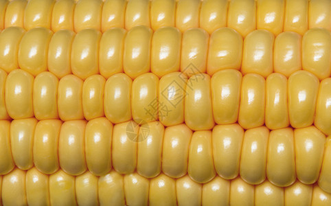 黄色玉米背景图片