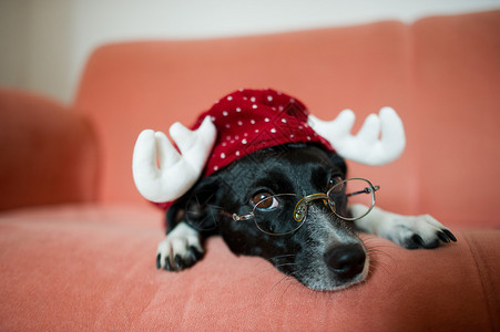 穿着驯鹿套装的可爱狗躺在红色沙发上狗的鼻子上有眼镜聪明的宠物乖地撒谎图片