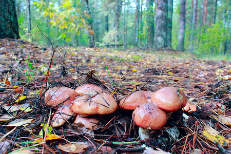 森林中的Suillus蘑菇图片