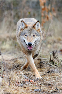 森林中的灰野狼Canis图片