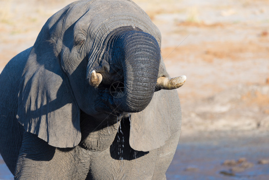 关闭和从水坑喝水的一头巨大的非洲大象的肖像图片