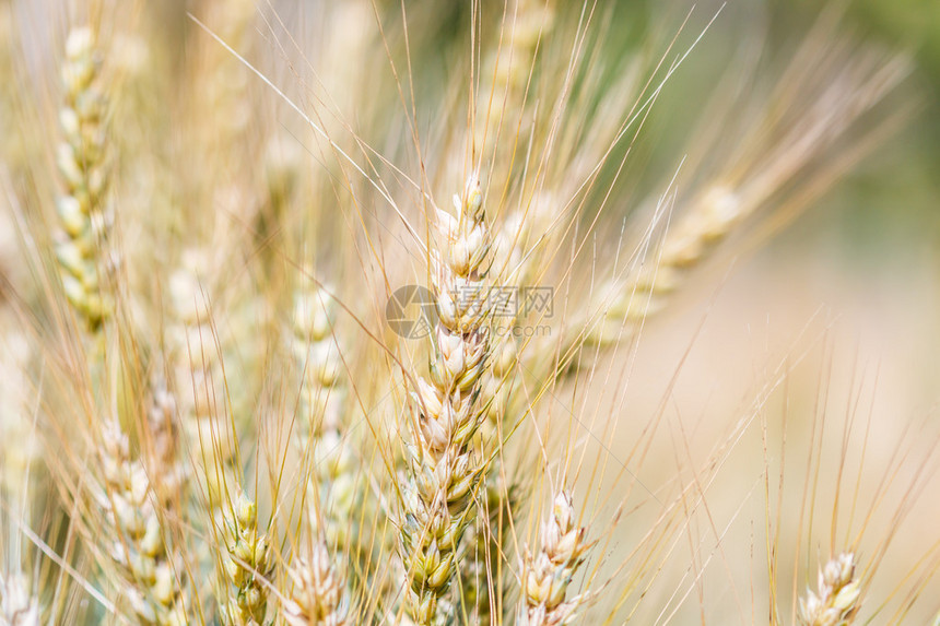 麦田和大麦背景图片