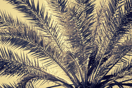 日期棕榈作为自然背景的分块T图片
