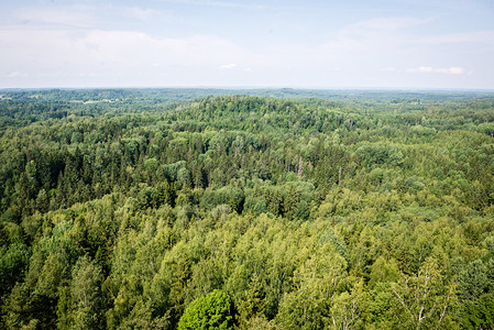 朦胧的绿色森林全景遥远的地平线图片