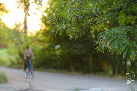绿色森林和太阳落日是骑自行车的没有焦点的拉斯法库斯Ras图片