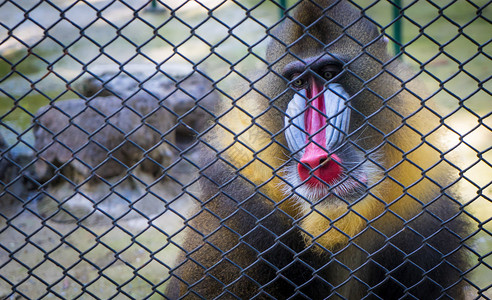 在笼子后面的曼德瑞尔巴布龙猴图片