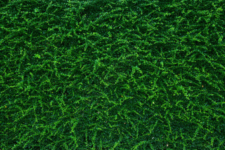 绿叶天然墙的背景背景图片