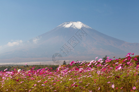 山中湖花野宫古公园秋季的波斯菊图片