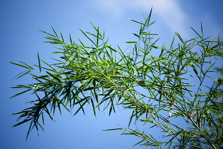 蓝天背景绿叶竹树的特写图片