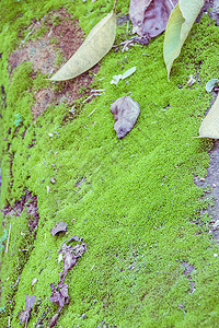 绿雾在肮脏的混凝土上绿苔背景图片