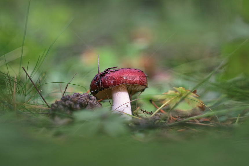 优秀的红菇在森林里图片
