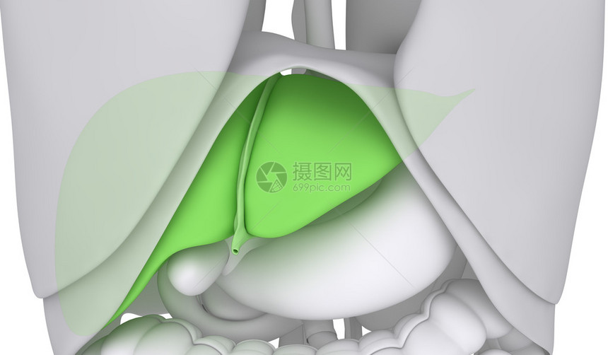 与腹部器官隔离的肝图片