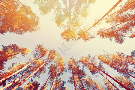森林里阳光明媚的秋天金图片