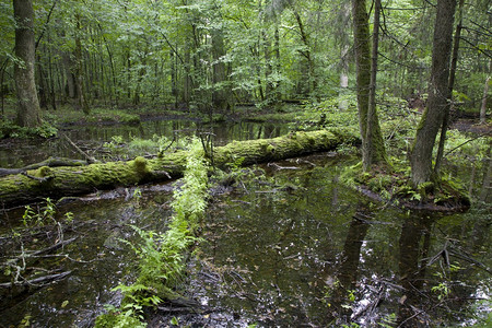 波兰欧洲的比亚洛维耶扎森林水中的旧破图片