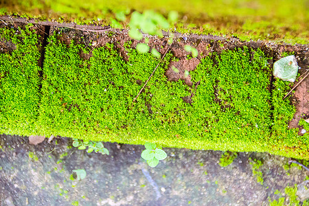 旧墙和绿色mos背景绿色图片
