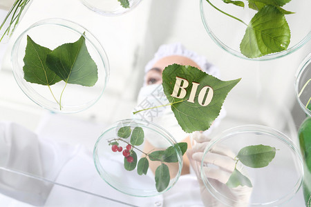 生物技术学家在实验室中检查植物样品图片