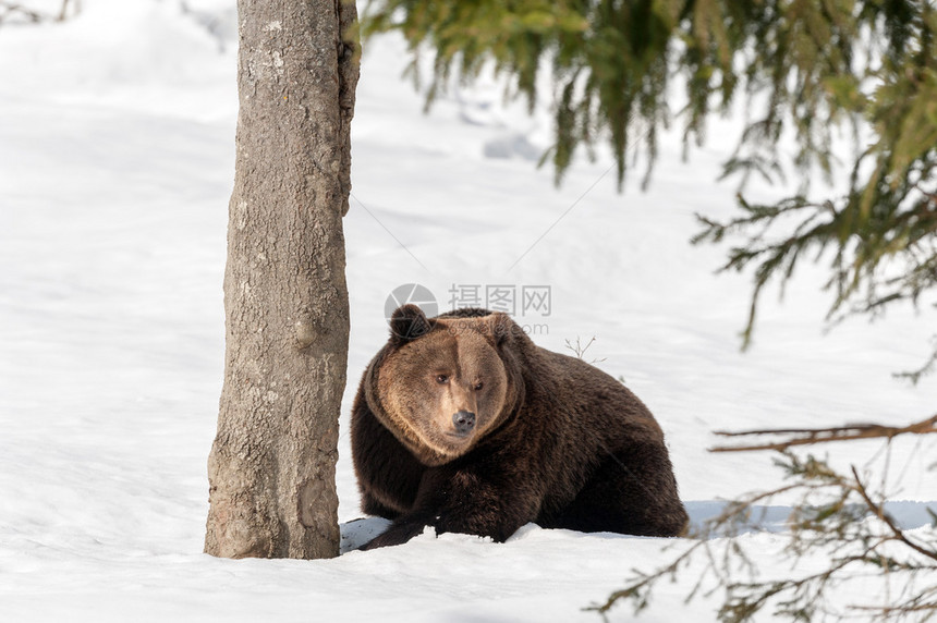 棕熊灰熊在雪地背景上看着atyyou图片