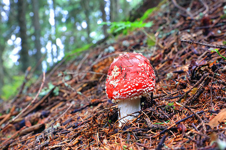 在森林里飞木耳蘑菇图片