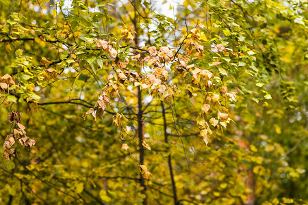 秋天美丽的公园秋天的树木和树叶图片