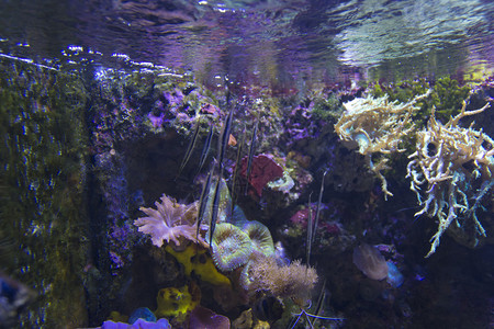 水族馆背景珊瑚图片