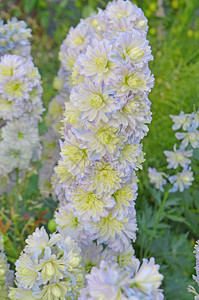 Larkkspur双层花朵花园图片