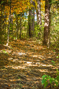 秋天的森林风景秋天的黄树和落叶图片