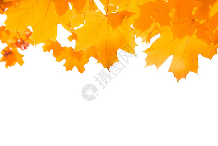 秋橘橙色树叶白背背景图片