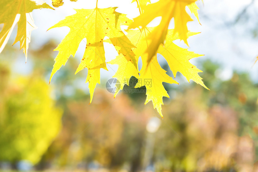 黄色秋天的黄秋红树叶图片