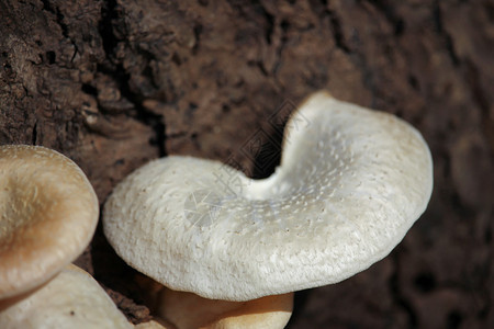 长在枯木上的白蘑菇图片