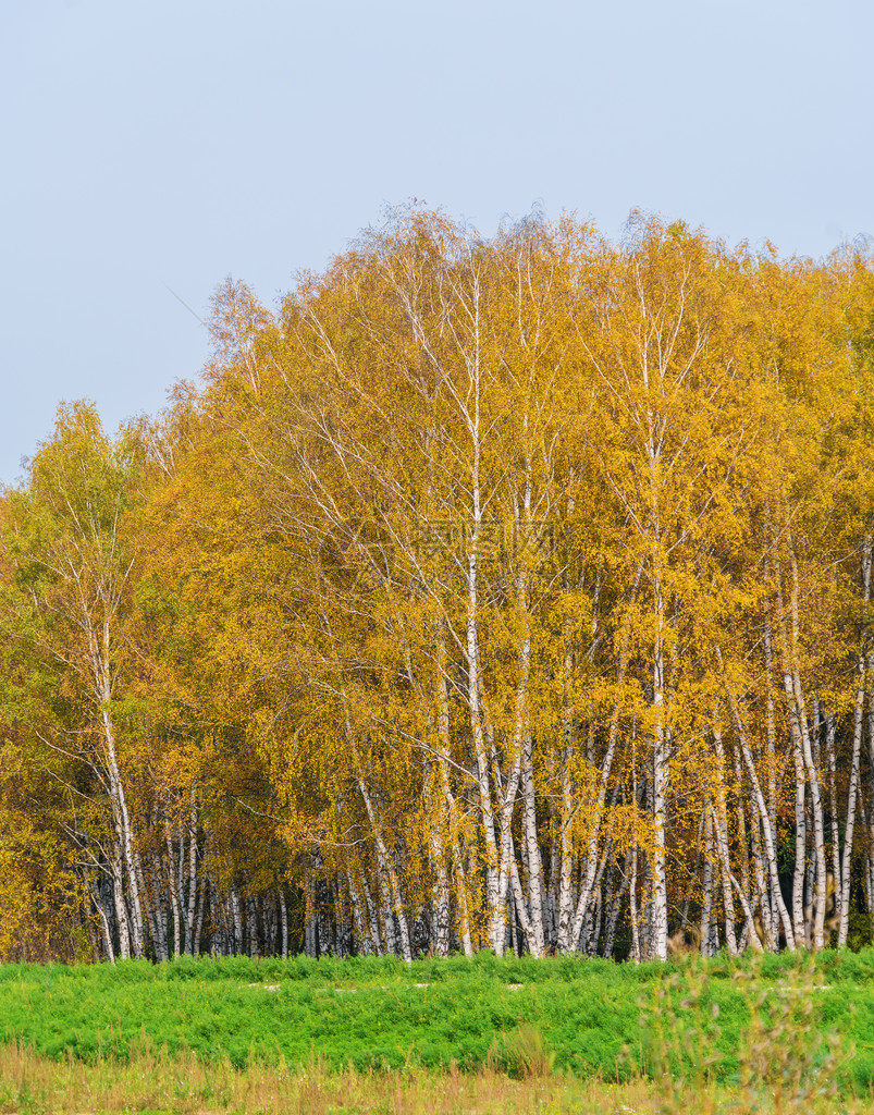 秋天森林里的黄桦树景观图片