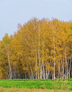 秋天森林里的黄桦树景观图片