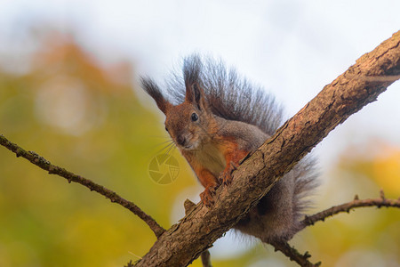 秋天树上一只松鼠的肖像特写图片