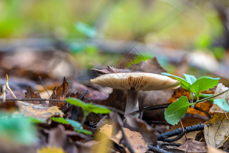 Russula蘑菇在图片