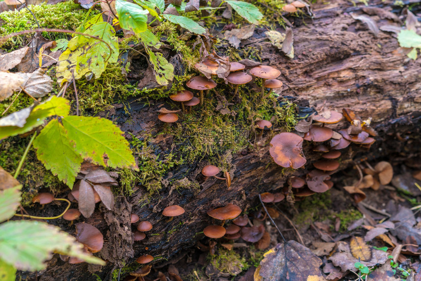 秋季森林中含苔的衰变原木上有毒真菌GalerinaMit图片