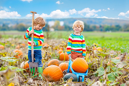 两个孩子在秋天收获大南瓜图片