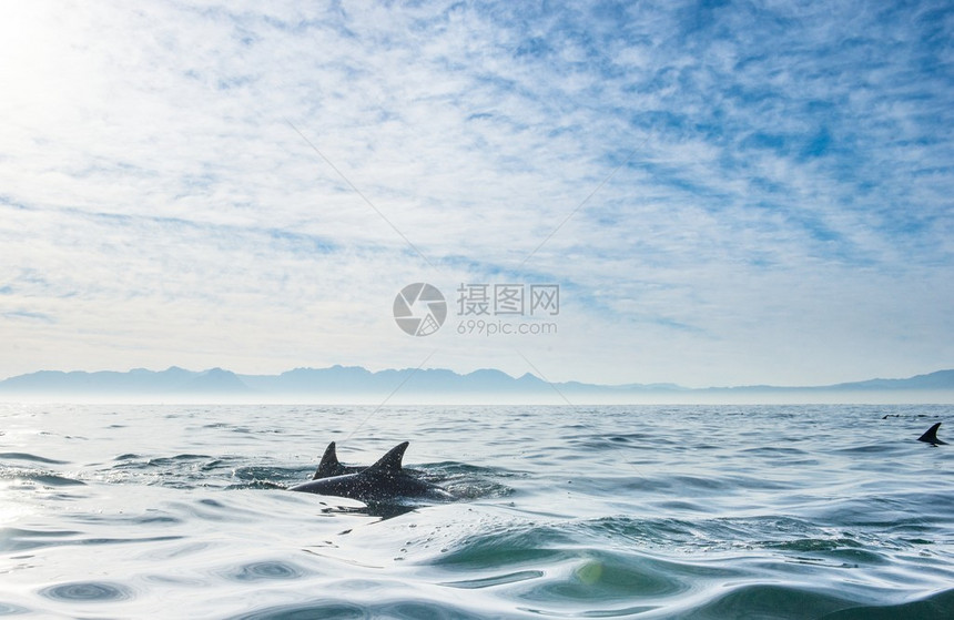 一群海豚在海里游泳图片