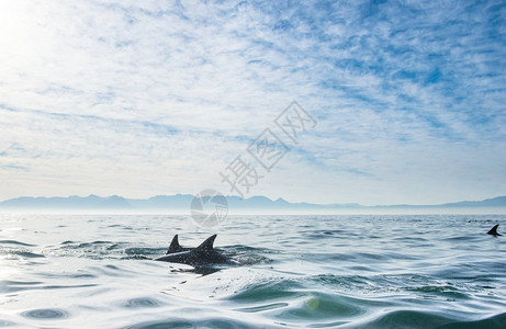 一群海豚在海里游泳图片