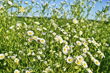 野花雏菊夏日风景白色洋甘菊花图片