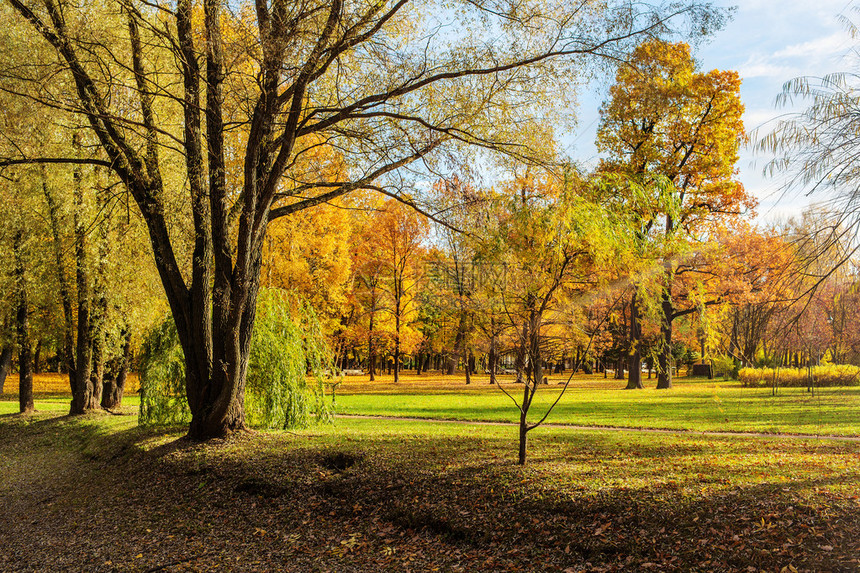 公园里有落叶树的秋天风景图片