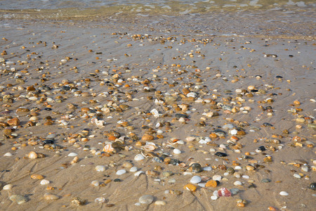 沙滩背景与贝壳和石头图片
