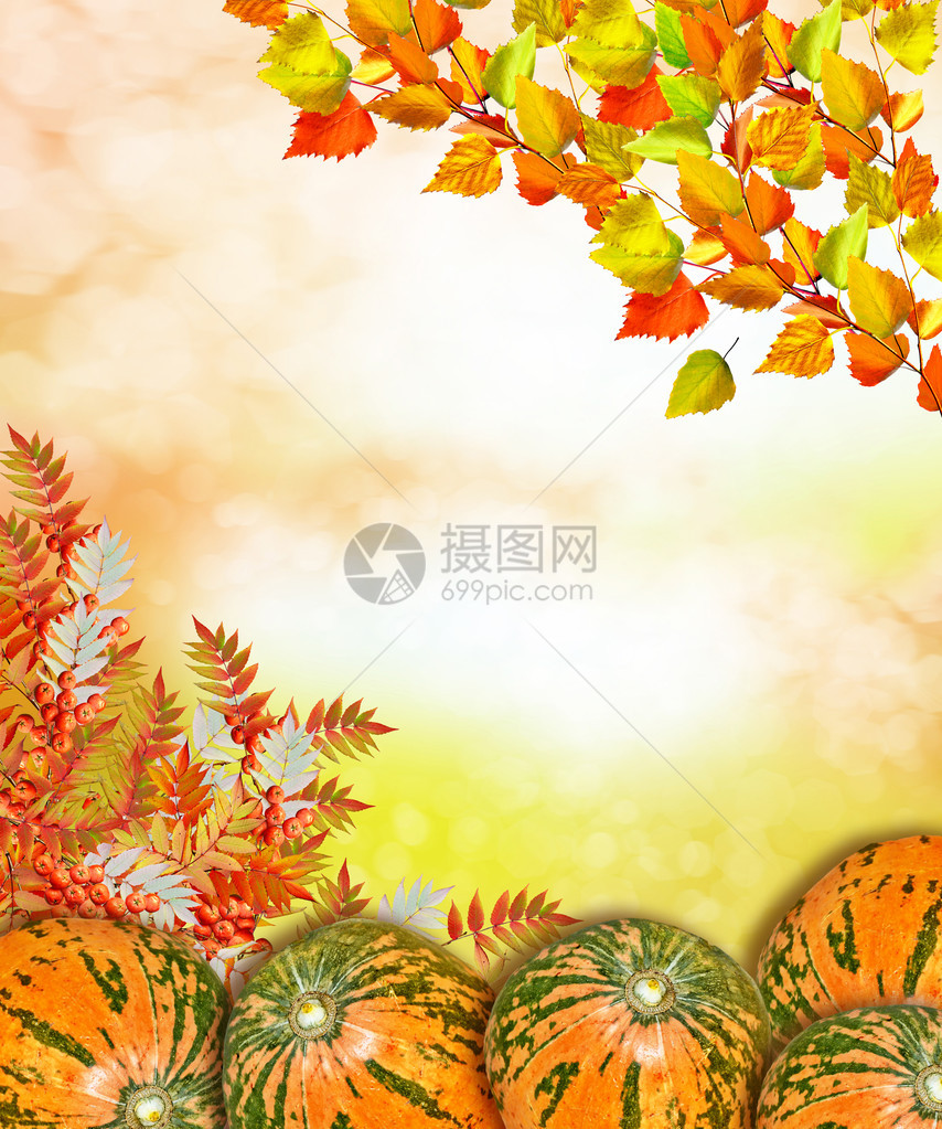 秋天风景有明亮多彩的叶子印图片