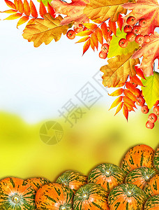 秋天风景有明亮多彩的叶子印背景图片
