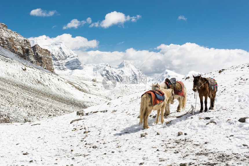 高海拔小马站在雪坡上图片