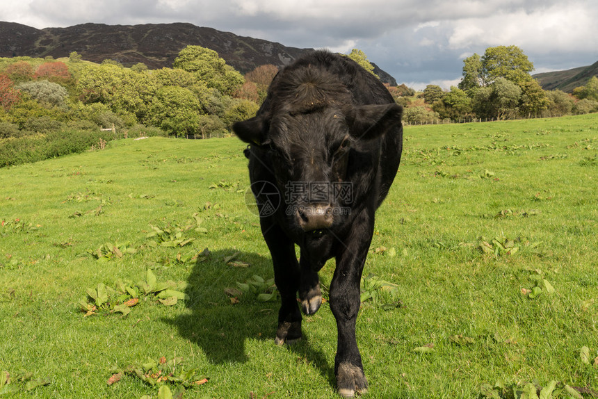 在威尔斯山农场黑牛或公牛以险恶的方式图片