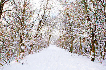 冬季背景冬季森林与树木一起在雪中漫图片