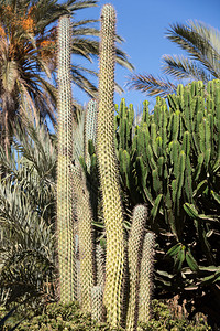 西班牙加那利群岛Fuerteventura的巨型有高清图片