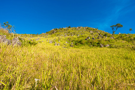 泰国清道高山下高山背景的田间黄色草地图片