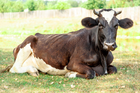 黑白牛和黑白母牛在图片