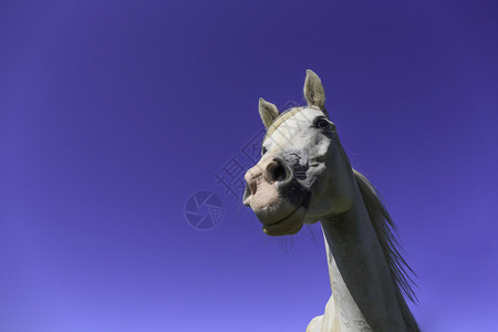 白马和蓝天图片